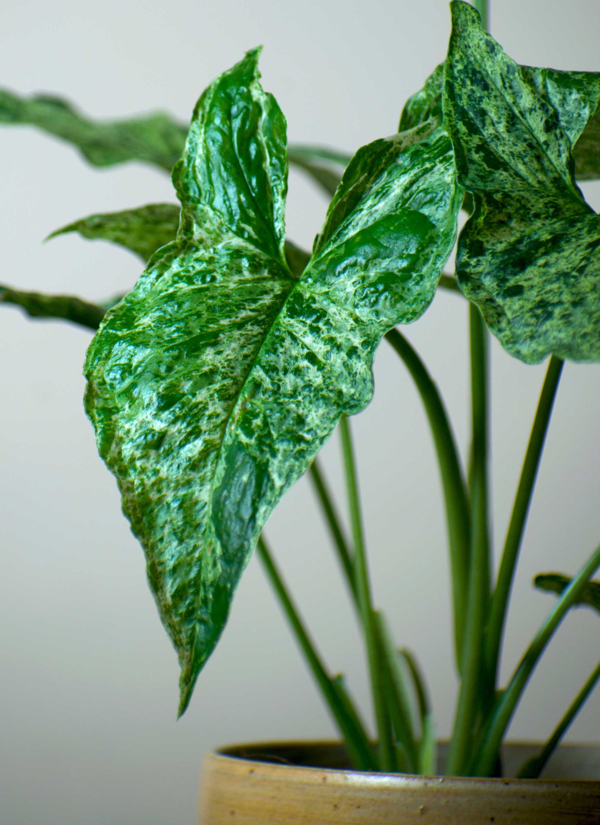 Syngonium mottled