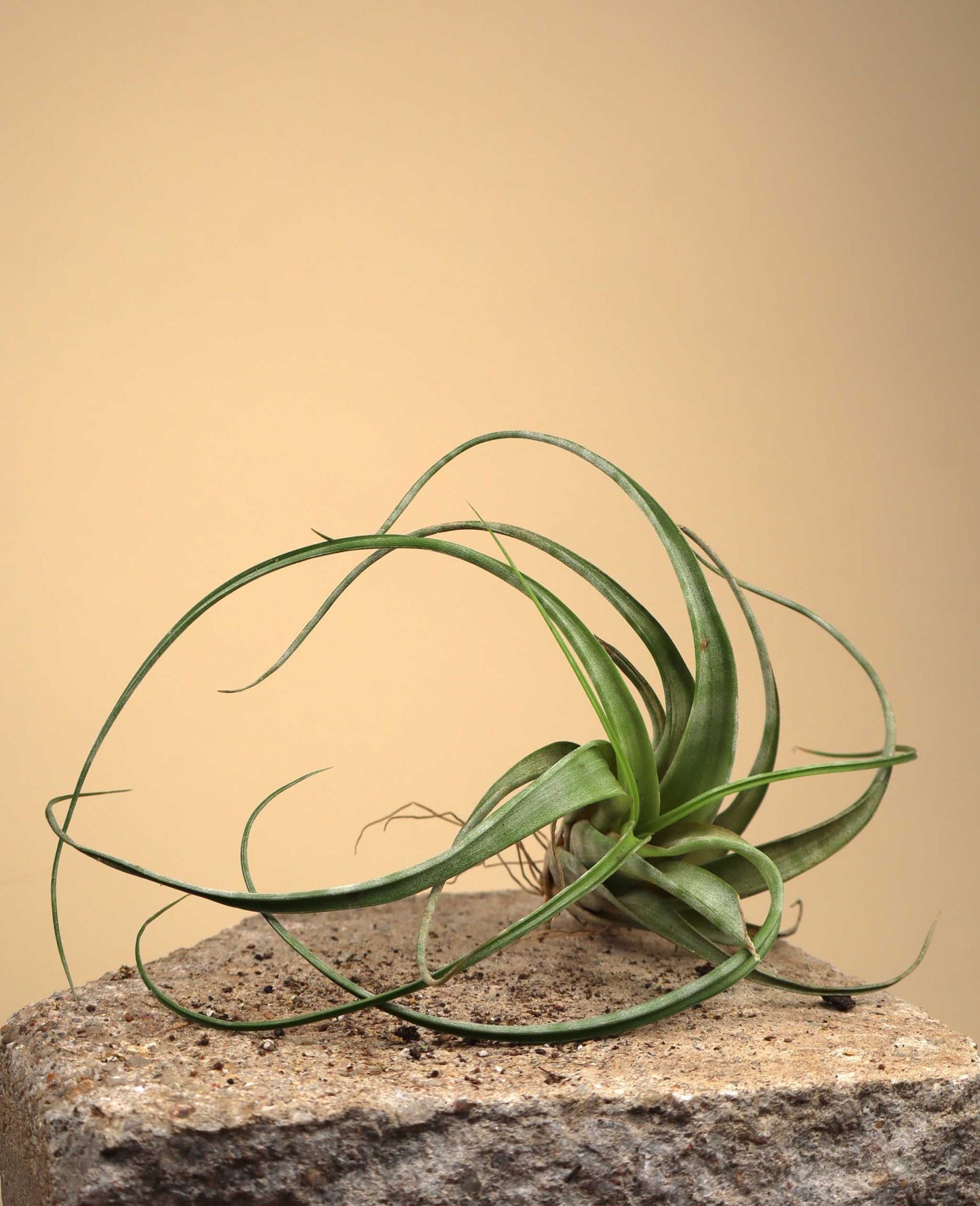 Tillandsia flexuosa