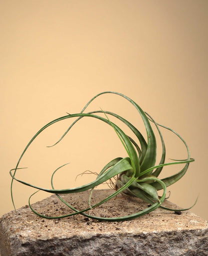 Tillandsia flexuosa