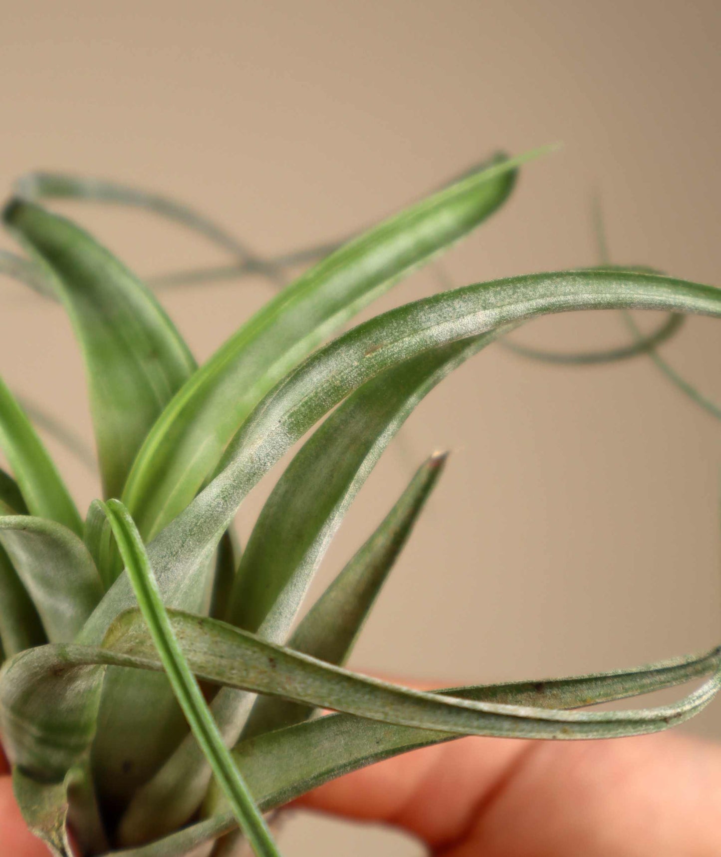Tillandsia flexuosa