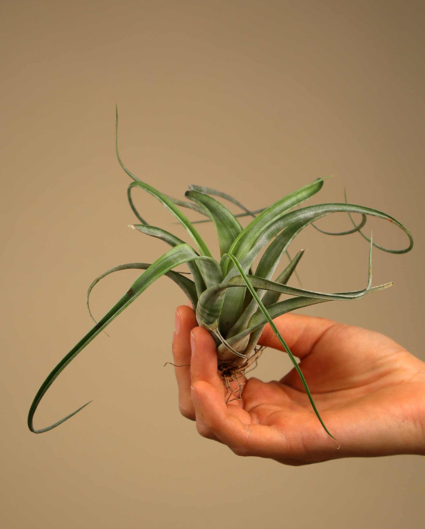 Tillandsia flexuosa