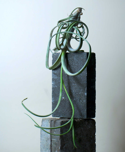 Tillandsia intermedia