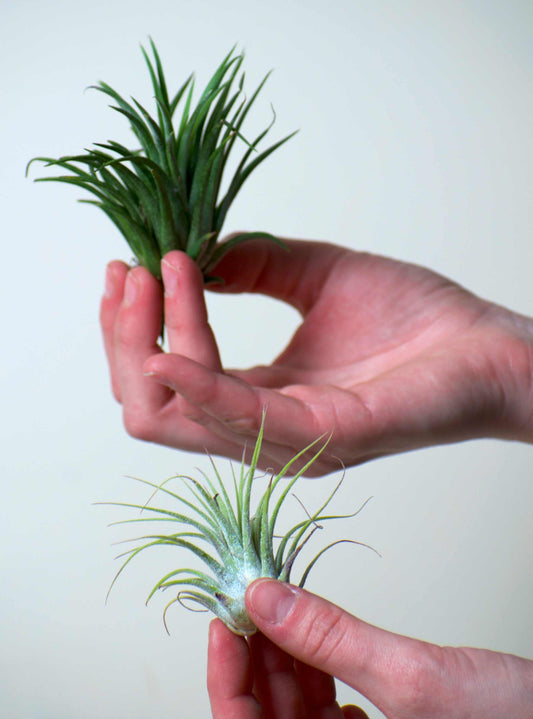 Tillandsia ionantha