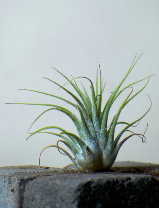 Tillandsia ionantha