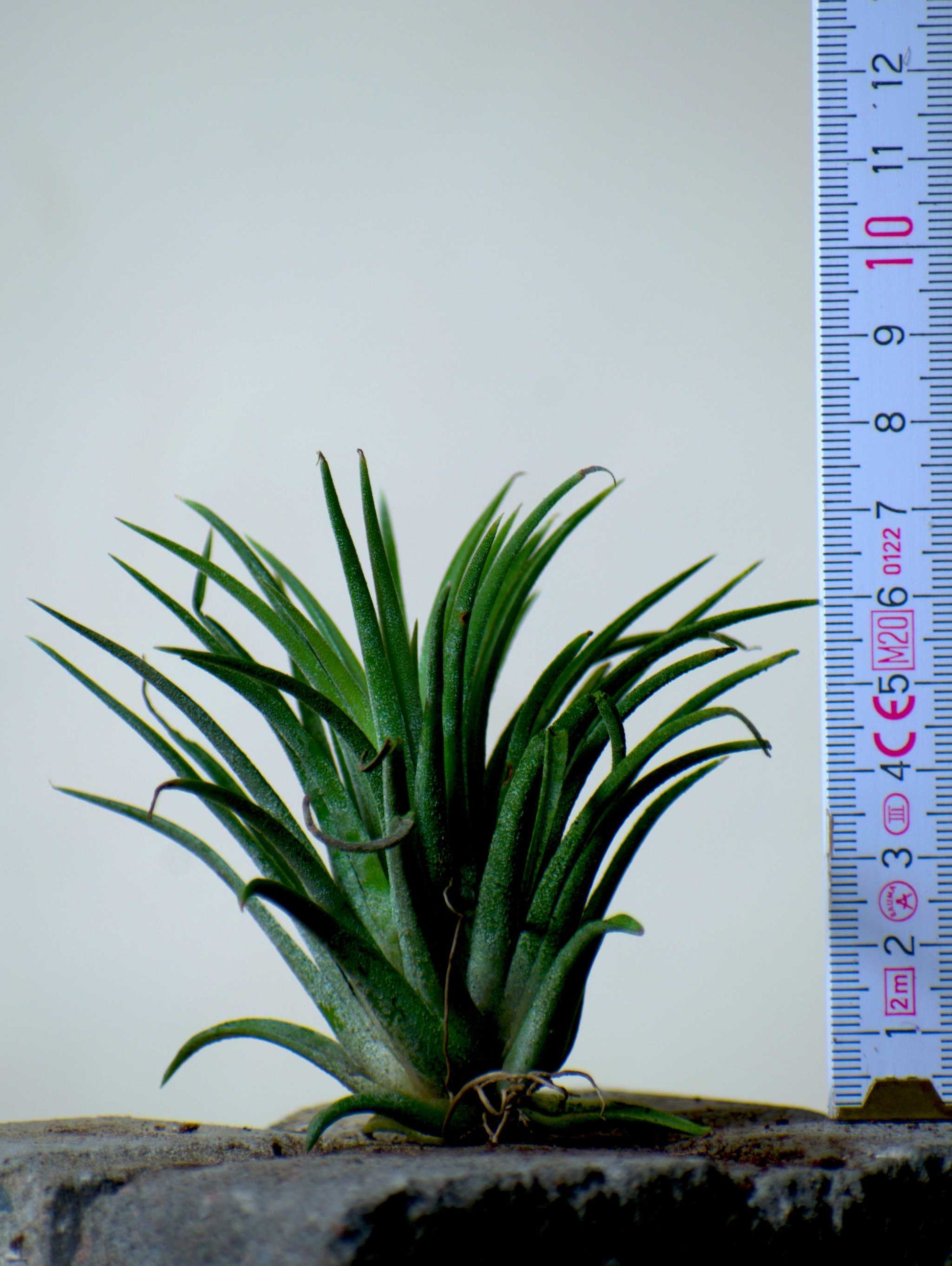 Tillandsia ionantha