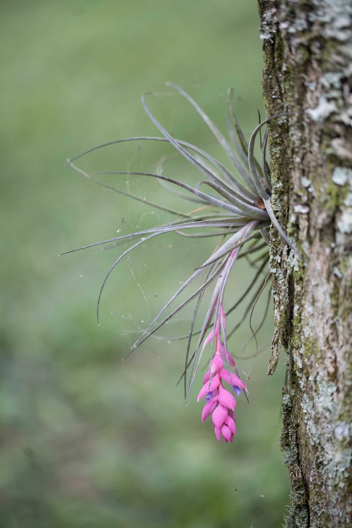 Tillandsia stricta