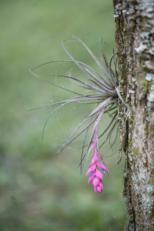Tillandsia stricta