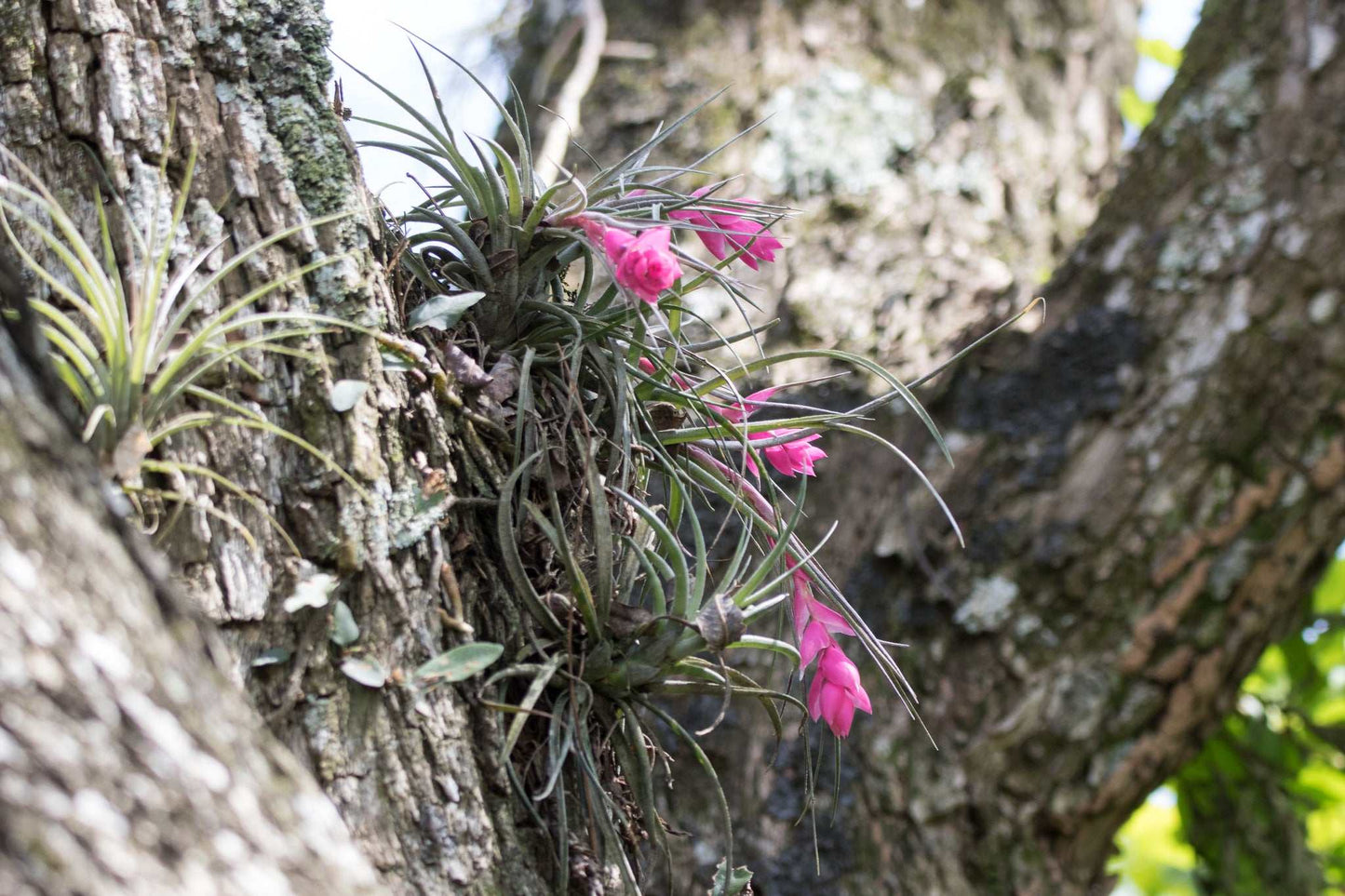 Tillandsia stricta