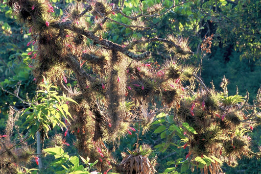 Tillandsia stricta