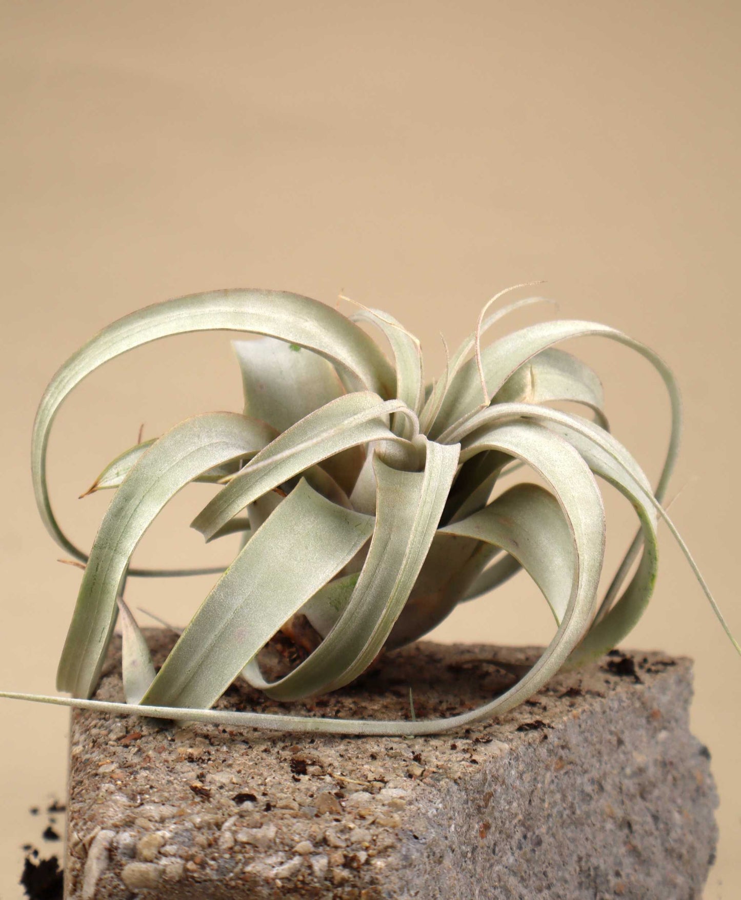 Tillandsia xerographica