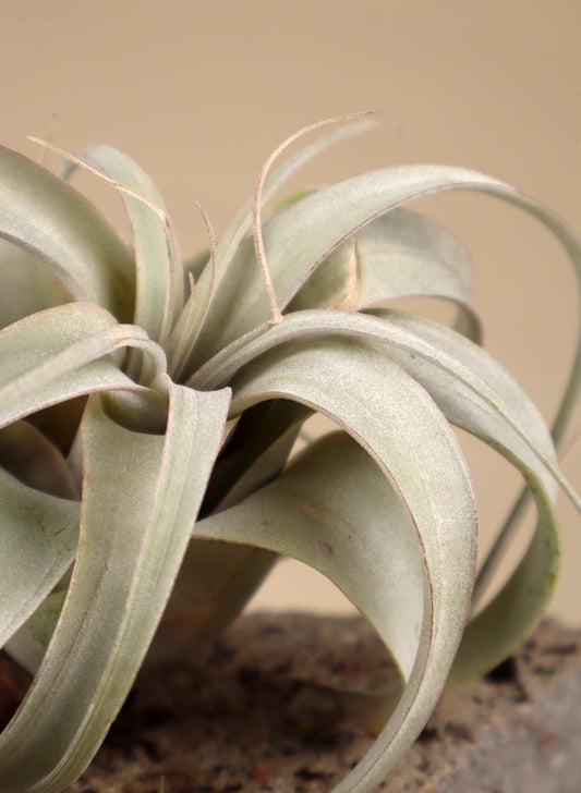 Tillandsia xerographica