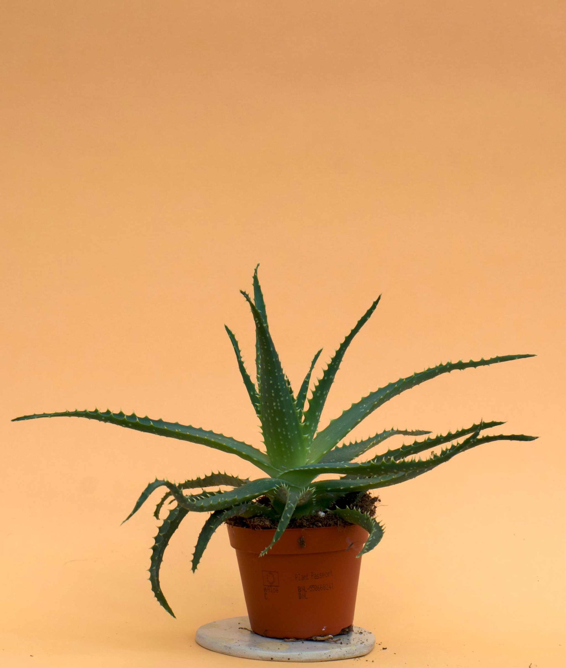 Trädaloe 'Aloe arborescens'