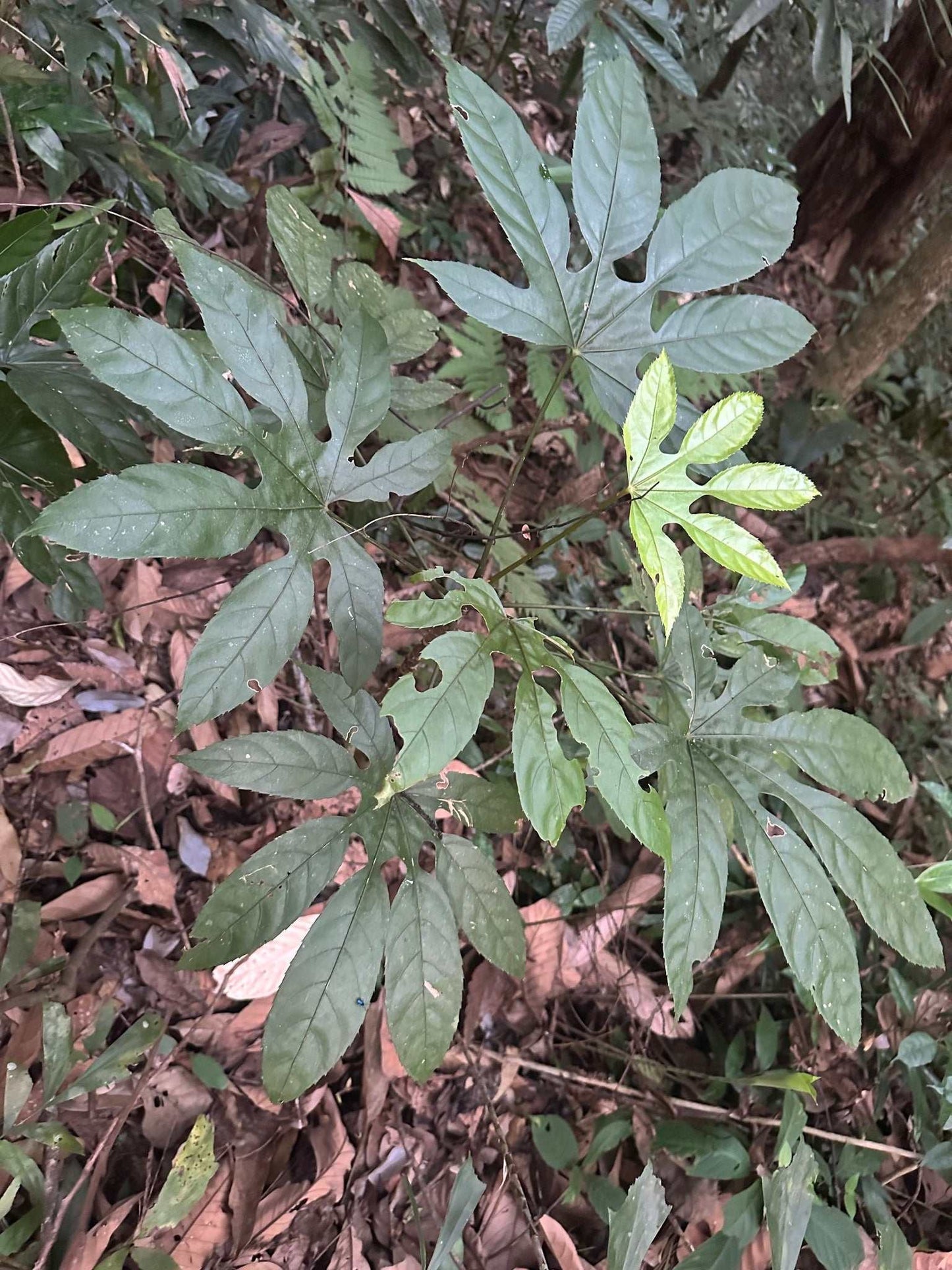 Trevesia burckii