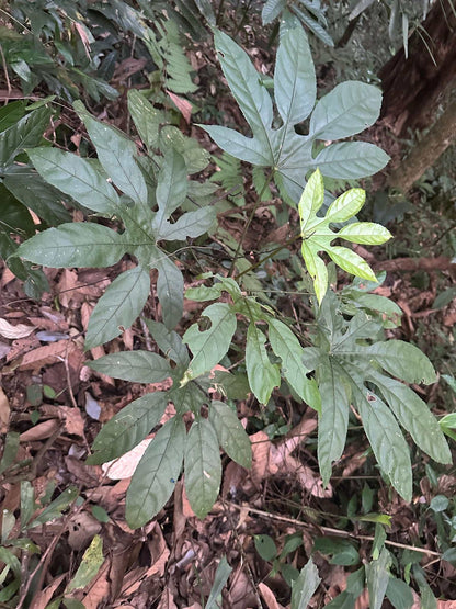 Trevesia burckii