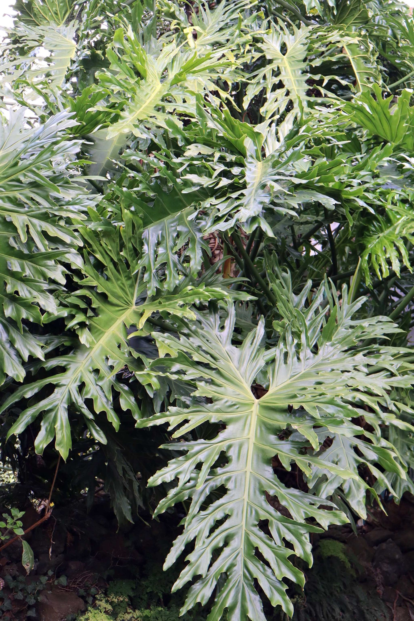 Philodendron bipinnatifidum