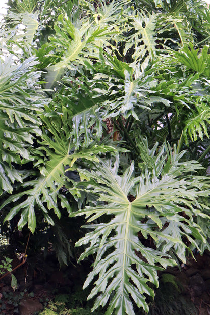 Philodendron bipinnatifidum