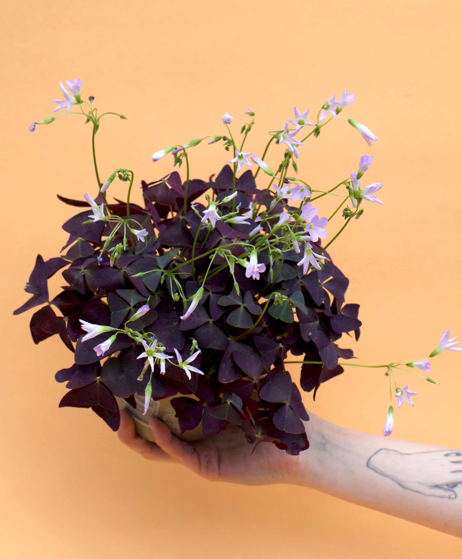 is oxalis triangularis indoor plant Oxalis Triangularis