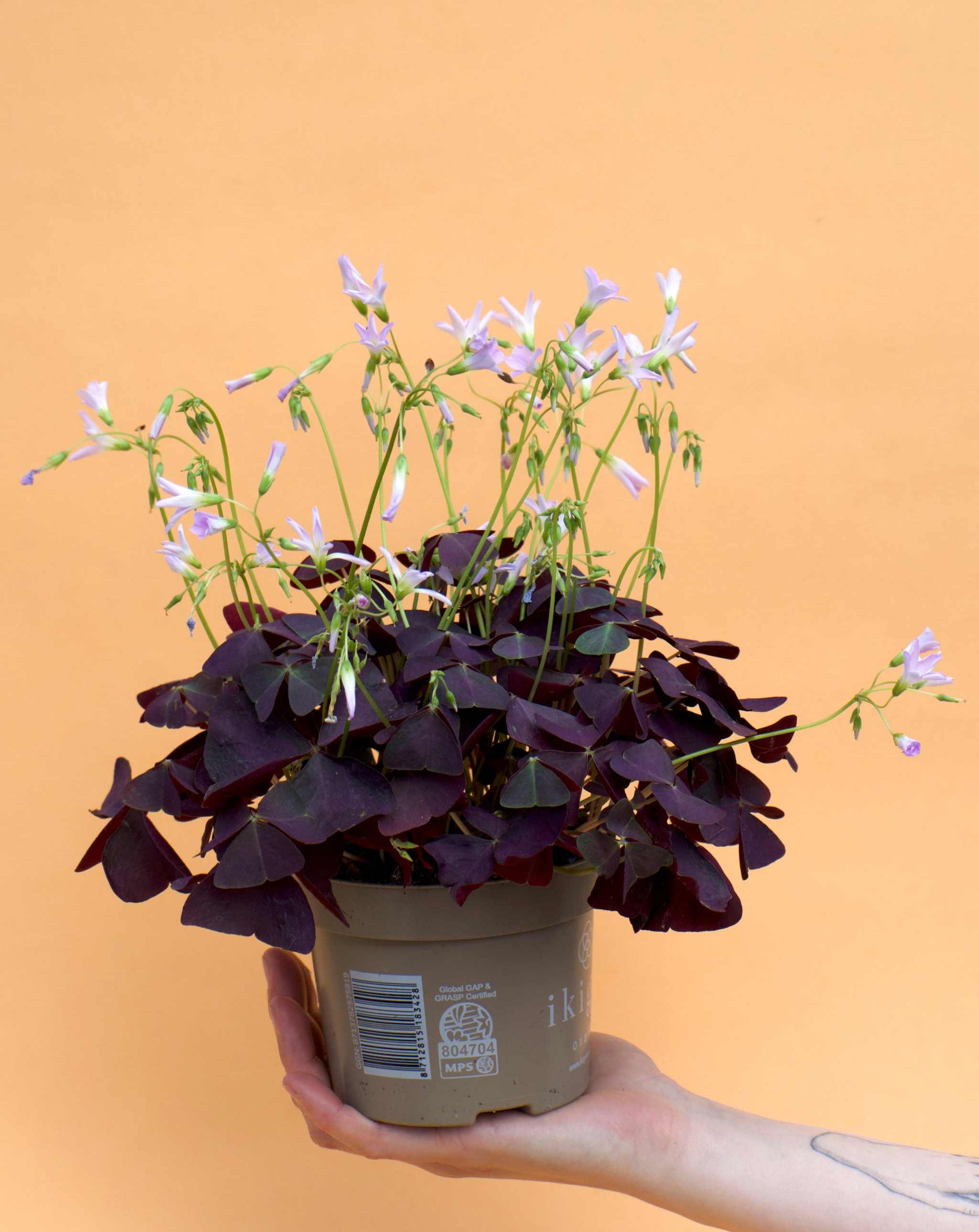 Triangeloxalis 'Oxalis triangularis'