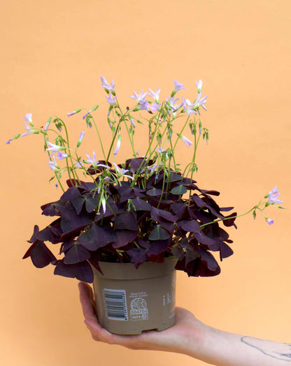 Triangeloxalis 'Oxalis triangularis'