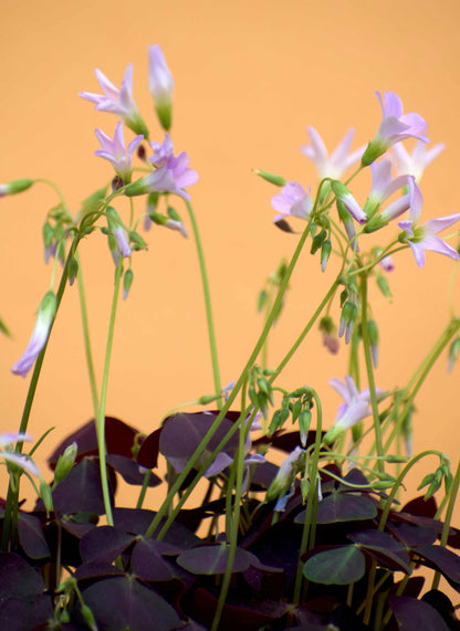 Triangeloxalis 'Oxalis triangularis'