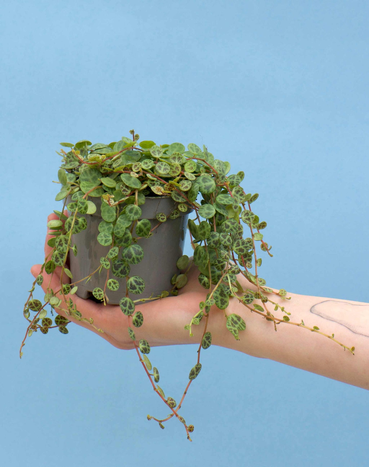 String of turtles 'Peperomia prostrata'