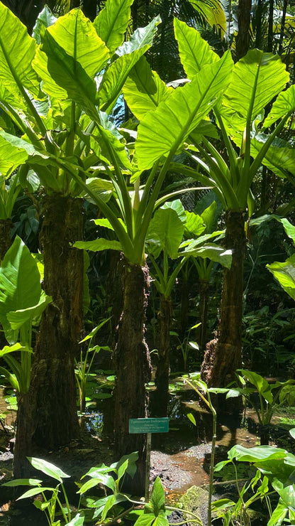 Typhonodorum lindleyanum | Vattenbanan