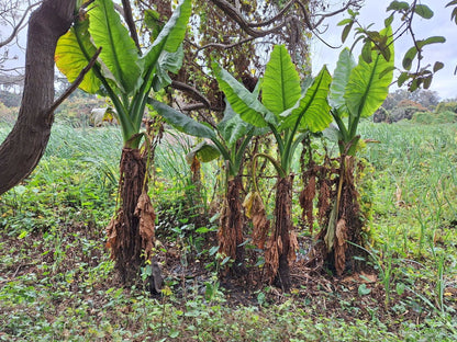 Typhonodorum lindleyanum | Vattenbanan