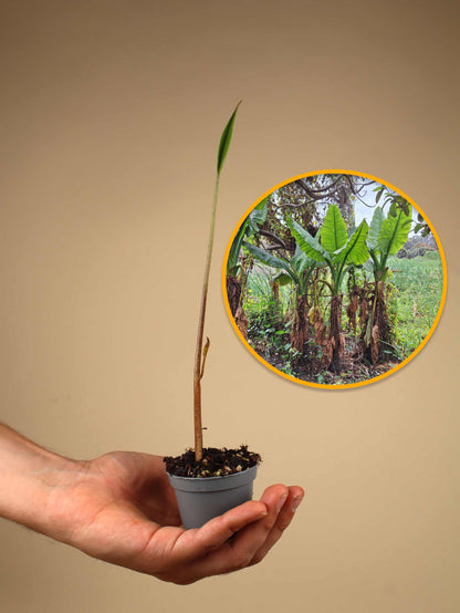 Typhonodorum lindleyanum | Vattenbanan