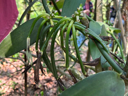 Echte Vanille Pflanze 'Vanilla planifolia'