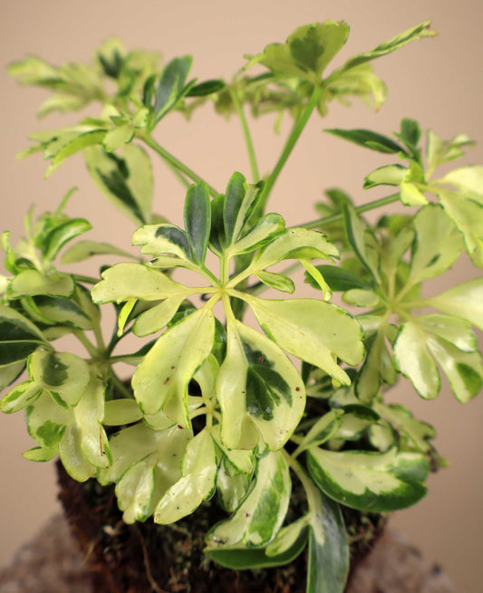Variegerad Paraplyaralia | Schefflera arboricola