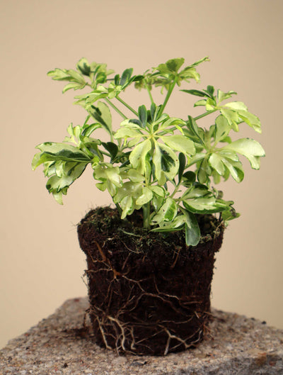 Variegerad Paraplyaralia | Schefflera arboricola