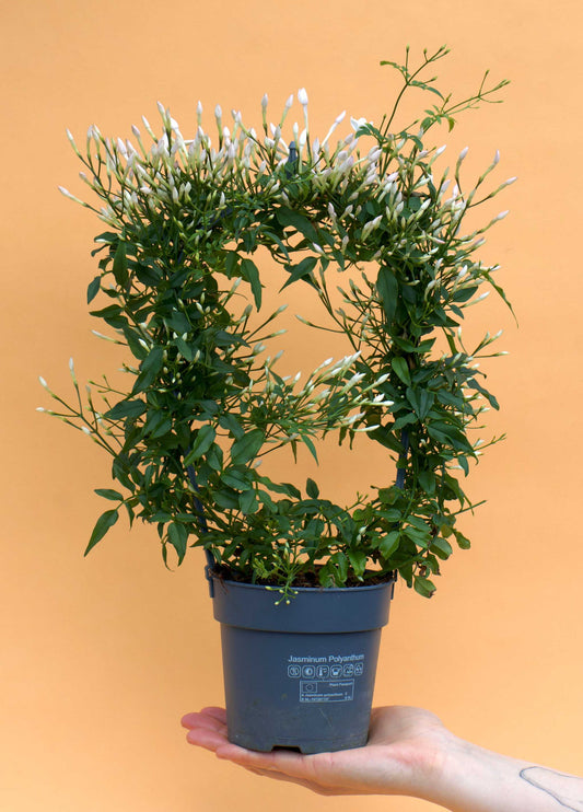 Vippjasmin 'Jasminum polyanthum'