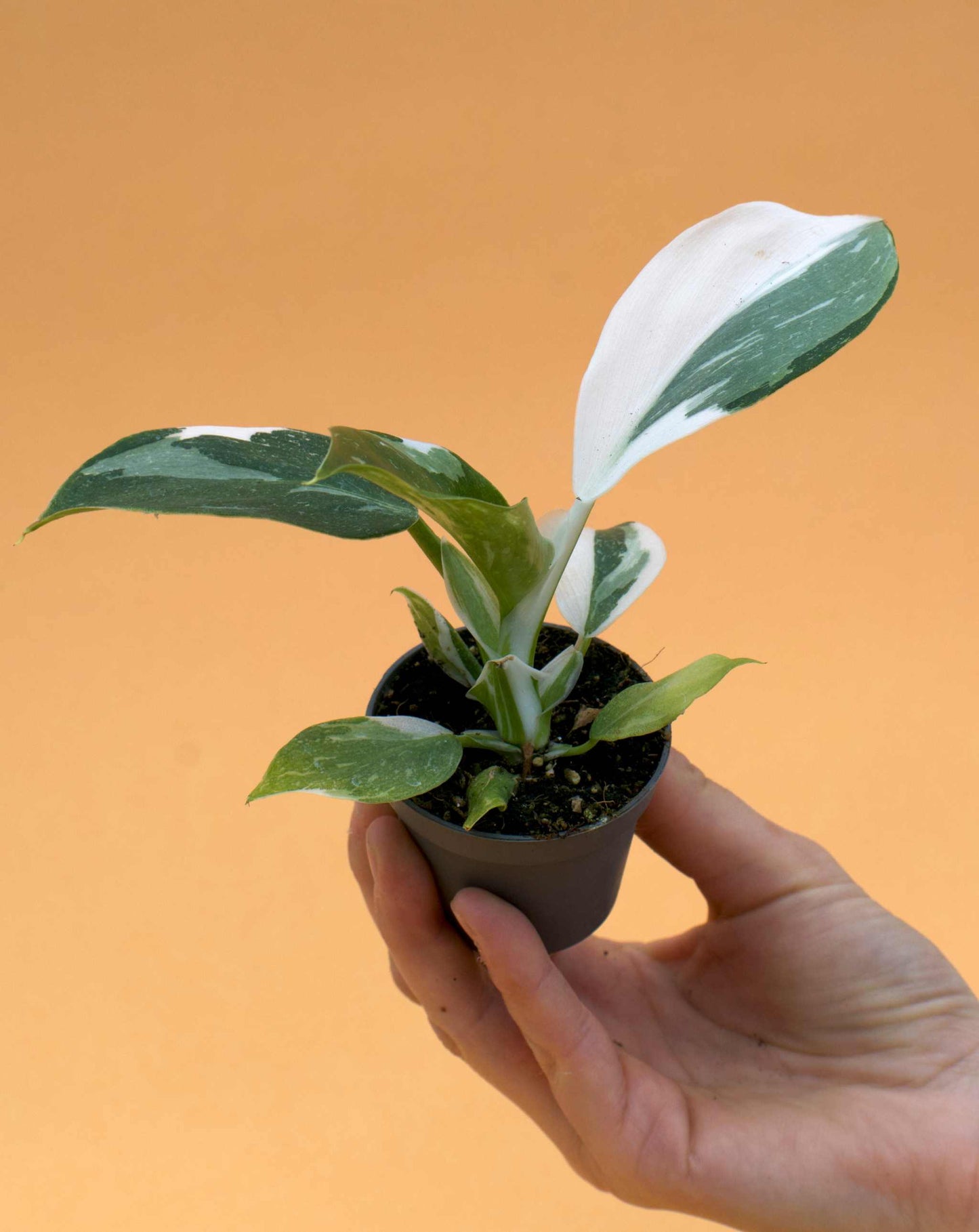 Philodendron white wizard