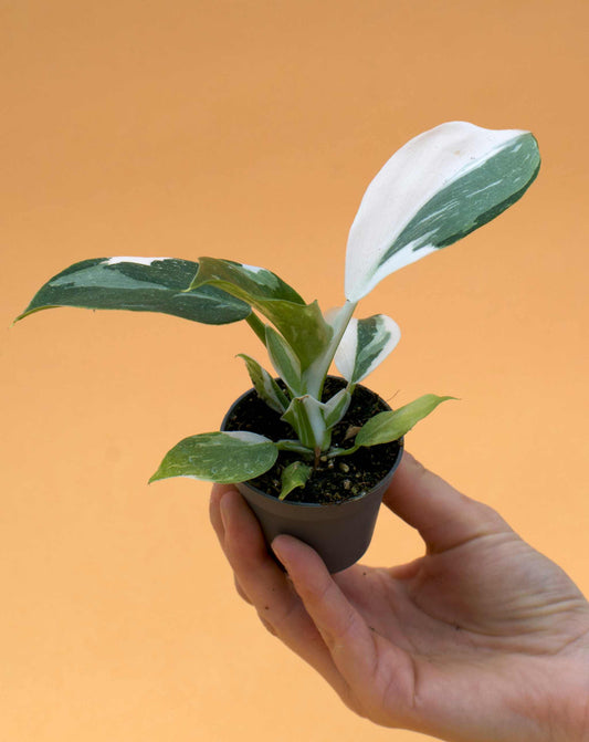 Philodendron white wizard