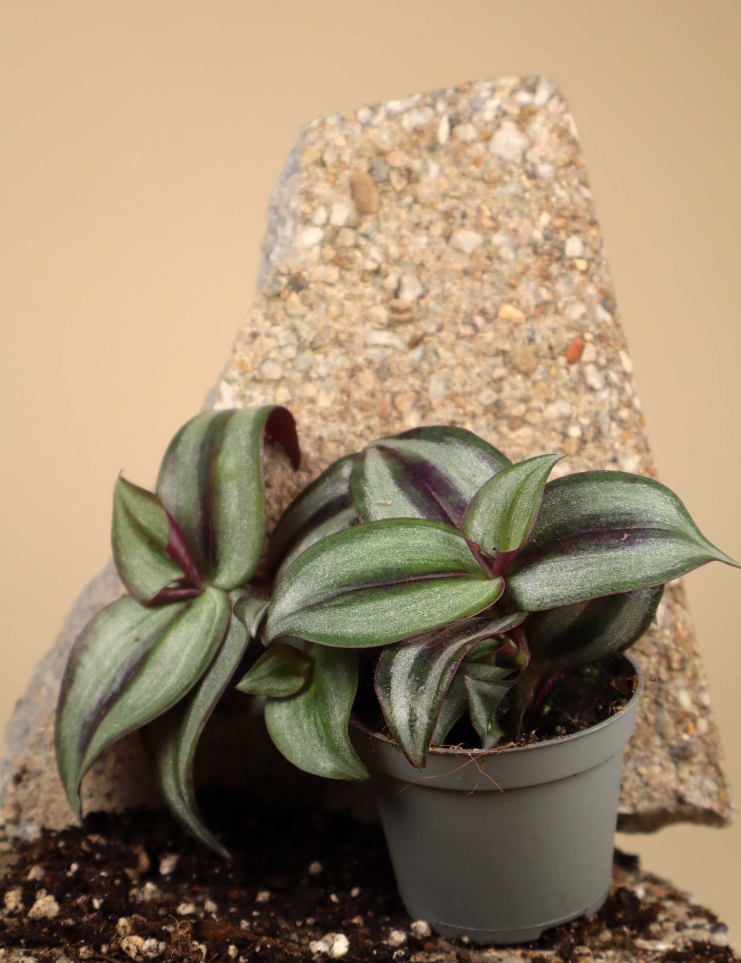 Tradescantia zebrina 'Zebrablad'