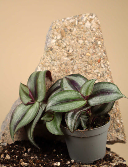 Tradescantia zebrina 'Zebrablad'