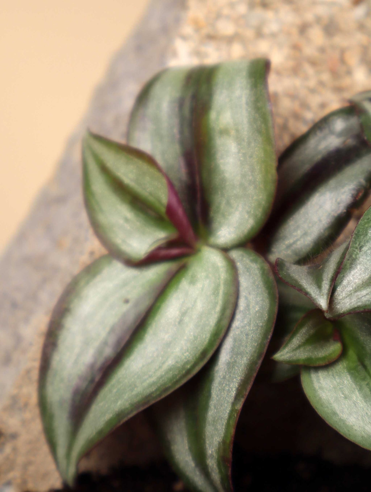 Tradescantia zebrina 'Zebrablad'