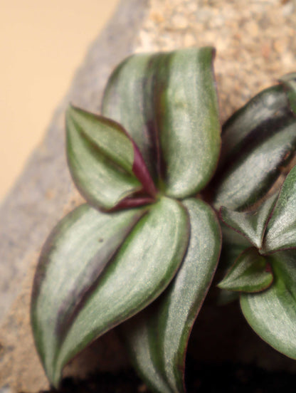 Tradescantia zebrina 'Zebrablad'