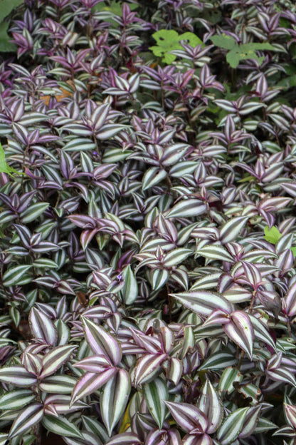 Tradescantia zebrina 'Zebrablad'