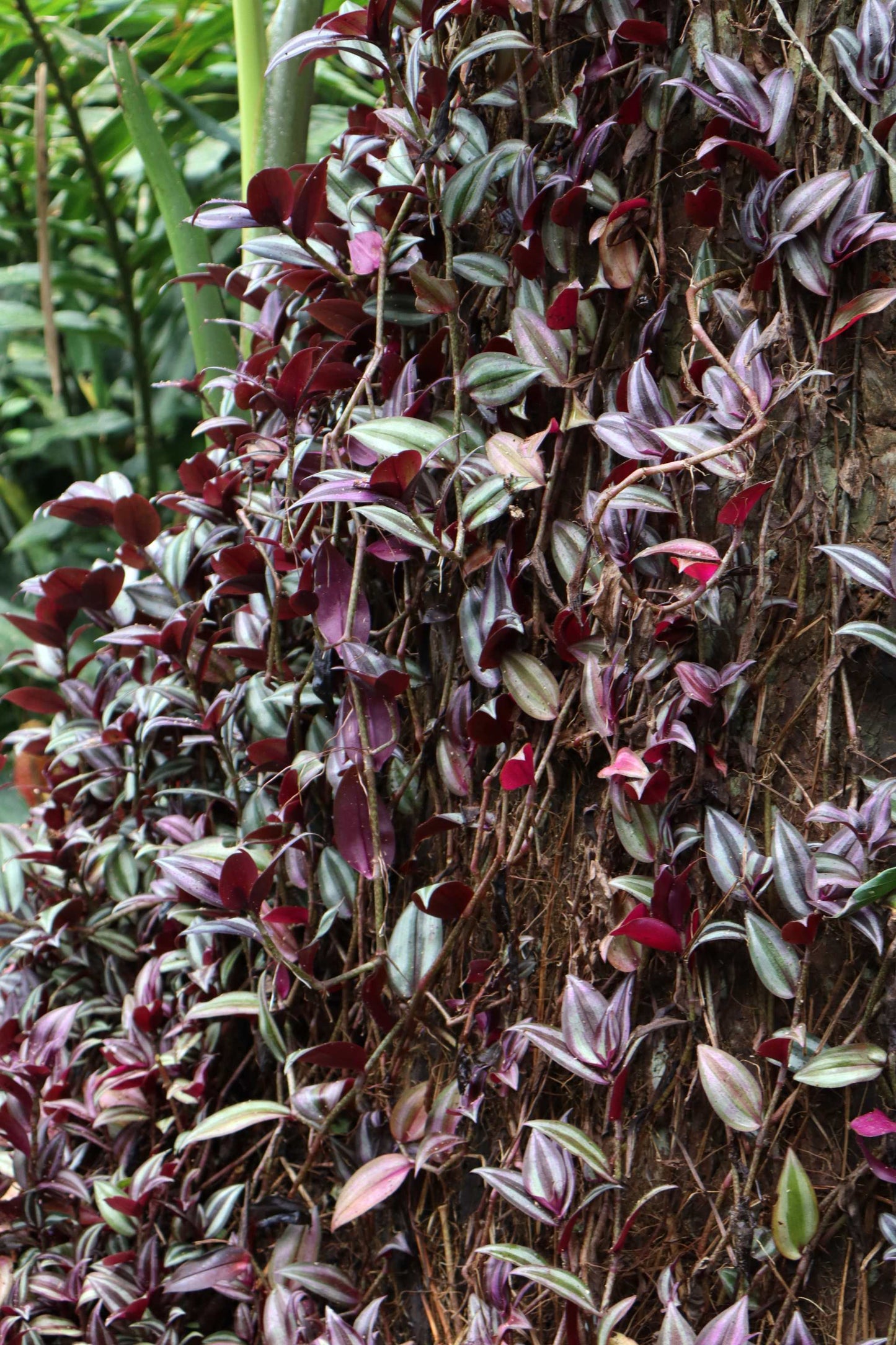 Tradescantia zebrina 'Zebrablad'