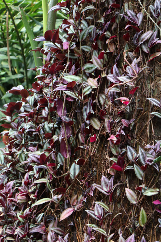 Tradescantia zebrina 'Zebrablad'