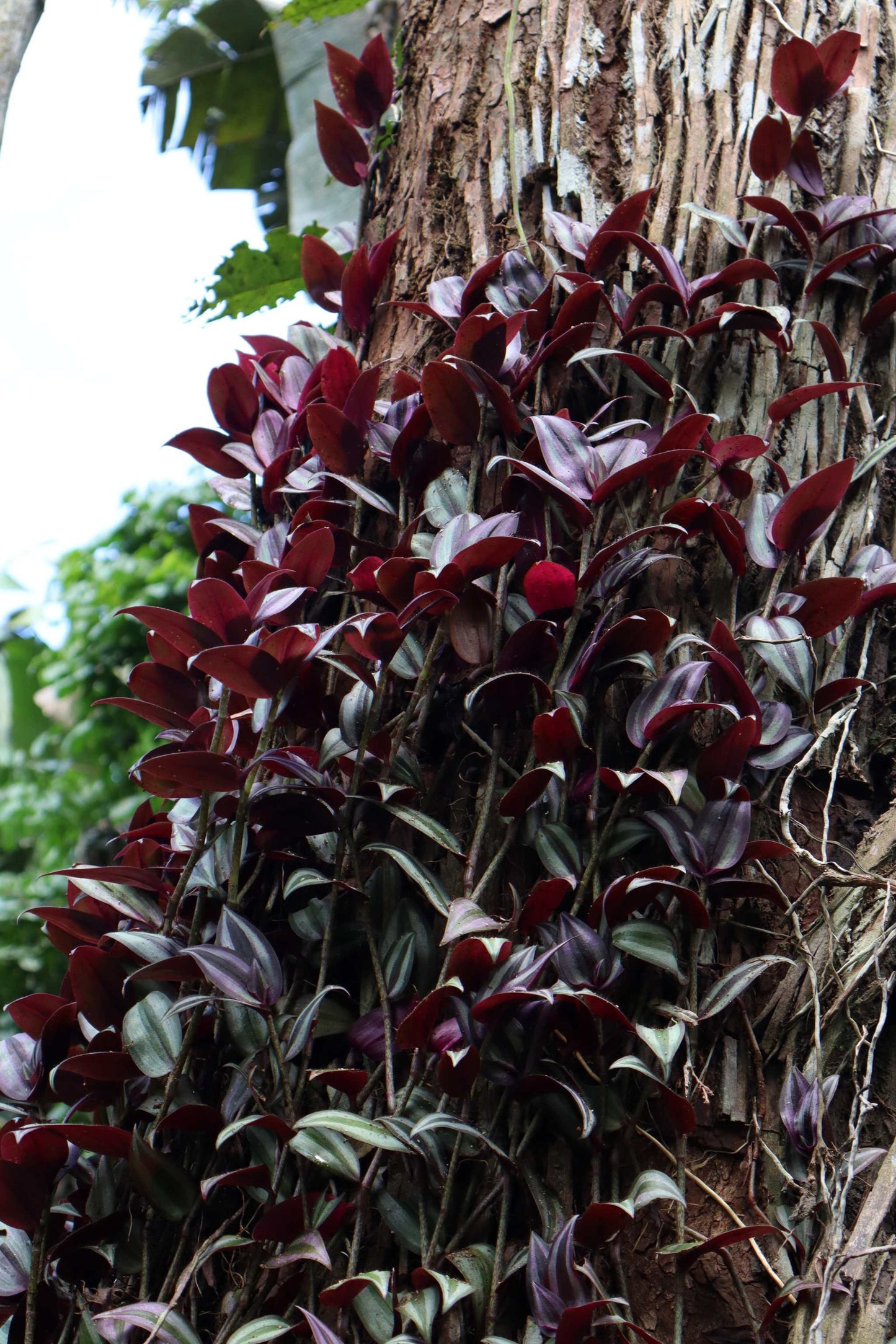 Tradescantia zebrina 'Zebrablad'