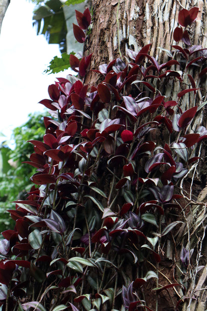 Tradescantia zebrina 'Zebrablad'