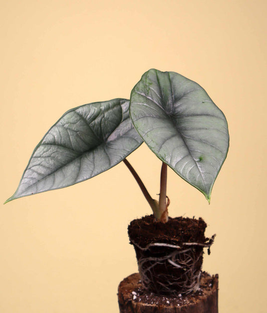Alocasia bisma 'Silver'