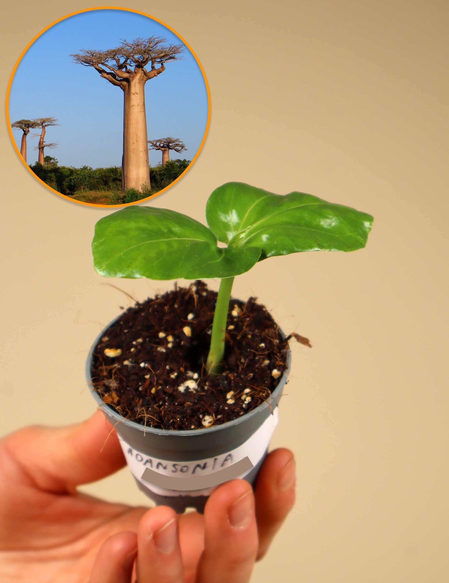 Adansonia grandidieri | Jättebaobab