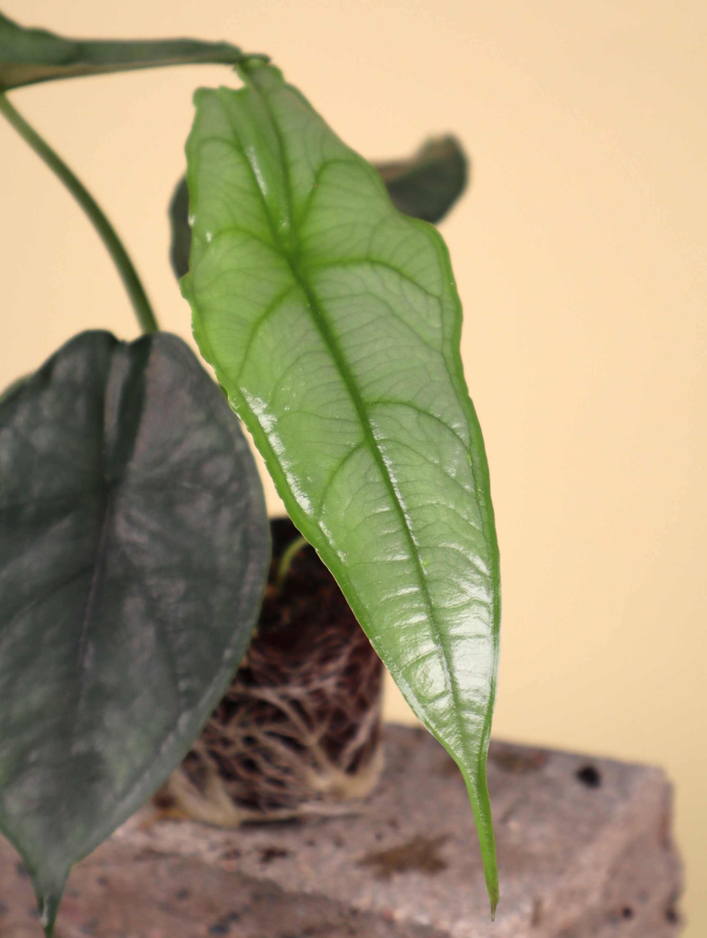 Alocasia heterophylla 'Dragons breath'
