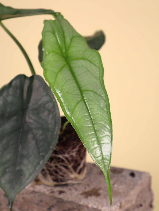 Alocasia heterophylla 'Dragons breath'