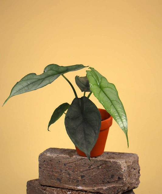 Alocasia heterophylla 'Dragons breath'
