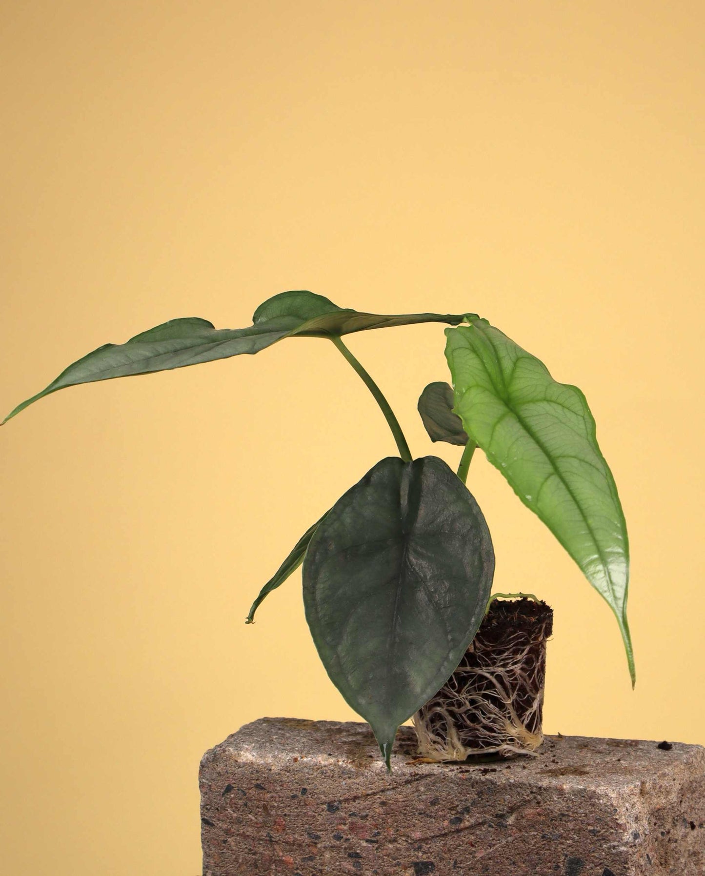 Alocasia heterophylla 'Dragons breath'