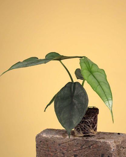 Alocasia heterophylla 'Dragons breath'